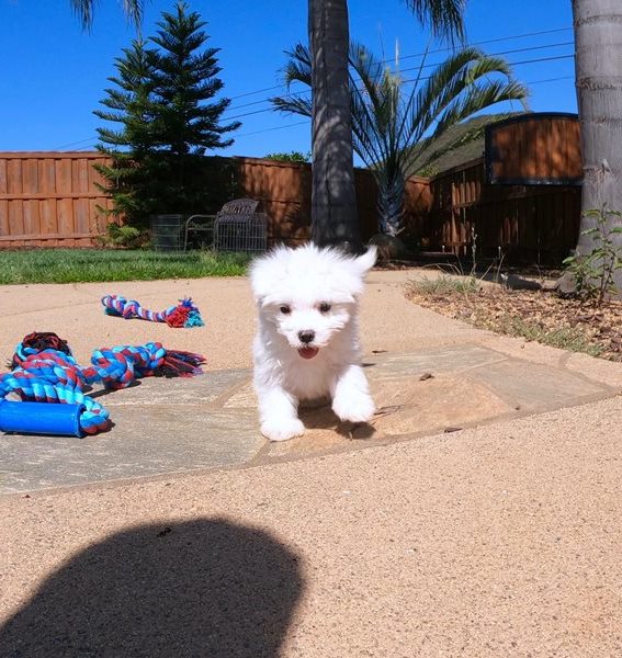 comprar cachorros sanos, baratos y asequibles para la venta